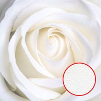 Фреска Ortograf Цветы 3043 Фактура бархат FX Флизелин (2*2) Белый, Цветы — фото 1, Фрески