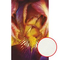 Товар: Фреска Ortograf Цветы 10497 Фактура флок FLK Флизелин (1,5*2,4) Желтый/Красный, Цветы - фото 1 Фреска Ortograf Цветы 10497 Фактура флок FLK Флизелин (1,5*2,4) Желтый/Красный, Цветы — фото 1, Фрески