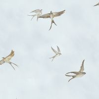 Обои Marburg Essentiell 34789 Винил на флизелине (0,53*10,05) Голубой/Бежевый, Птицы — фото 1, Обои для стен