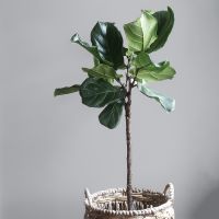 Обои Solo Willow E201808 Винил на флизелине (1,06*10) Серый, Однотонные/Штукатурка — фото 4, Обои для стен