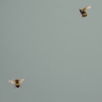 Обои Andrea Rossi Cavolli 54419-7 Винил на флизелине (1,06*10,05) Зеленый, Насекомые — фото 1, Обои для стен