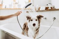 Ручной душ Hansgrohe DogShower 26640560 для собак Розовый — фото 6, Лейки для душа