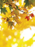 Товар: Фреска Ortograf Цветы 5559 Фактура бархат FX Флизелин (2*2,7) Желтый, Листья - фото 2 Фреска Ortograf Цветы 5559 Фактура бархат FX Флизелин (2*2,7) Желтый, Листья — фото 2, Фрески