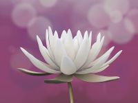 Товар: Фреска Ortograf Цветы 4835 Фактура бархат FX Флизелин (3,6*2,7) Розовый/Белый, Цветы - фото 2 Фреска Ortograf Цветы 4835 Фактура бархат FX Флизелин (3,6*2,7) Розовый/Белый, Цветы — фото 2, Фрески