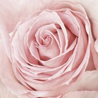 Фреска Ortograf Цветы 3154 Фактура флок FLK Флизелин (2*2) Розовый, Цветы — фото 2, Фрески