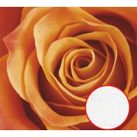 Фреска Ortograf Цветы 3160 Фактура бархат FX Флизелин (3*2,7) Оранжевый, Цветы — фото 1, Фрески