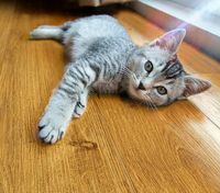 Ламинат Peli Vintage VN-4201 Дуб Натуральный 1290х190х8 мм — фото 2, Ламинат