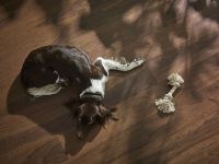 Паркетная доска Parky Pro 06 PRB203 Орех Американский 1203х190х8 мм — фото 3, Паркетная доска