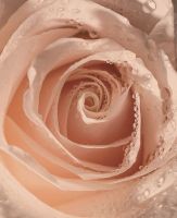 Фреска Ortograf Цветы 30426 Фактура флок FLK Флизелин (2,2*2,7) Розовый, Цветы — фото 2, Фрески