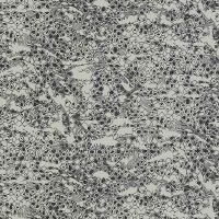 Обои Emiliana Parati Roberto Cavalli 8 19035 Винил на флизелине (1,06*10,05) Серый, Абстракция — фото 1, Обои для стен