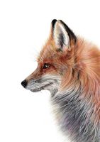 Товар: Фреска Ortograf Животные 30948 Фактура флок FLK Флизелин (1,9*2,7) Серый/Оранжевый, Животные - фото 2 Фреска Ortograf Животные 30948 Фактура флок FLK Флизелин (1,9*2,7) Серый/Оранжевый, Животные — фото 2, Фрески