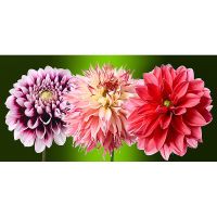 Фотообои Divino T-071 Фактура песок Винил на флизелине (2*1,47) Розовый/Зеленый, Цветы — фото 2, Обои для стен