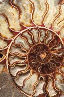 Товар: Фреска Ortograf Misto 33288 Фактура бархат FX Флизелин (1,8*2,7) Коричневый/Бежевый, Абстракция - фото 2 Фреска Ortograf Misto 33288 Фактура бархат FX Флизелин (1,8*2,7) Коричневый/Бежевый, Абстракция — фото 2, Фрески