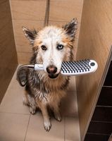 Ручной душ Hansgrohe DogShower 26640560 для собак Розовый — фото 5, Лейки для душа
