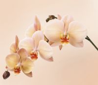 Фреска Ortograf Цветы 30437 Фактура флок FLK Флизелин (3,1*2,7) Розовый, Цветы — фото 2, Фрески