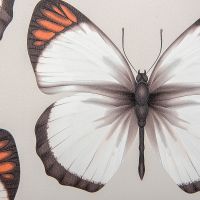 Обои Andrea Rossi Cheradi 54401-3 Винил на флизелине (1,06*10,05) Серый/Оранжевый, Бабочки — фото 2, Обои для стен