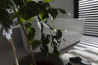 Товар: Акриловая ванна Allen Brau Infinity 3 170x78 2.21003.20 без гидромассажа - фото 10 Акриловая ванна Allen Brau Infinity 3 170x78 2.21003.20 без гидромассажа — фото 10, Ванны