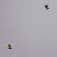 Обои Andrea Rossi Cavolli 54419-6 Винил на флизелине (1,06*10,05) Серый, Насекомые — фото 1, Обои для стен