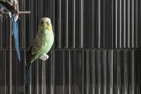 Товар: Керамическая плитка 41Zero42 WigWag Black 4100324 настенная 7,5x15 см - фото 2 Керамическая плитка 41Zero42 WigWag Black 4100324 настенная 7,5x15 см — фото 2, Керамическая плитка