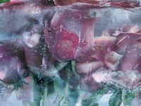 Товар: Фреска Ortograf Flower Dreams 31663 Фактура бархат FX Флизелин (3,6*2,7) Розовый/Голубой, Цветы - фото 2 Фреска Ortograf Flower Dreams 31663 Фактура бархат FX Флизелин (3,6*2,7) Розовый/Голубой, Цветы — фото 2, Фрески