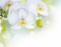 Товар: Фреска Ortograf Цветы 3611 Фактура флок FLK Флизелин (2,6*2) Белый/Зеленый, Цветы - фото 2 Фреска Ortograf Цветы 3611 Фактура флок FLK Флизелин (2,6*2) Белый/Зеленый, Цветы — фото 2, Фрески