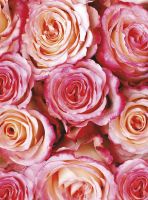 Товар: Фреска Ortograf Цветы 50043 Фактура флок FLK Флизелин (2*2,7) Розовый, Цветы - фото 2 Фреска Ortograf Цветы 50043 Фактура флок FLK Флизелин (2*2,7) Розовый, Цветы — фото 2, Фрески