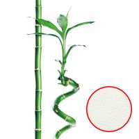 Фреска Ortograf Цветы 30032 Фактура флок FLK Флизелин (1,8*2,7) Белый/Зеленый, Цветы/Листья — фото 1, Фрески