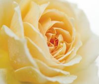 Товар: Фреска Ortograf Цветы 5547 Фактура бархат FX Флизелин (3,2*2,7) Желтый, Цветы - фото 2 Фреска Ortograf Цветы 5547 Фактура бархат FX Флизелин (3,2*2,7) Желтый, Цветы — фото 2, Фрески