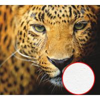 Фреска Ortograf Животные 5534 Фактура бархат FX Флизелин (3*2,7) Оранжевый, Животные — фото 1, Фрески