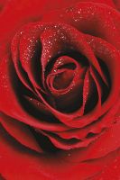 Фреска Ortograf Цветы 30036 Фактура бархат FX Флизелин (1,8*2,7) Красный, Цветы — фото 2, Фрески