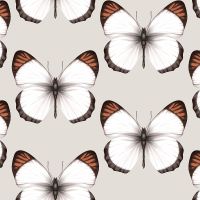 Обои Andrea Rossi Cheradi 54401-3 Винил на флизелине (1,06*10,05) Серый/Оранжевый, Бабочки — фото 1, Обои для стен