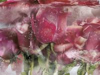 Товар: Фреска Ortograf Flower Dreams 31662 Фактура флок FLK Флизелин (3,6*2,7) Розовый, Цветы - фото 2 Фреска Ortograf Flower Dreams 31662 Фактура флок FLK Флизелин (3,6*2,7) Розовый, Цветы — фото 2, Фрески