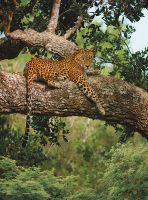 Фреска Ortograf Животные 30042 Фактура флок FLK Флизелин (2*2,7) Зеленый/Коричневый/Оранжевый, Животные/Пейзаж — фото 2, Фрески