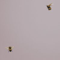 Обои Andrea Rossi Cavolli 54419-5 Винил на флизелине (1,06*10,05) Розовый/Бежевый, Насекомые — фото 1, Обои для стен