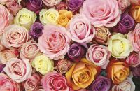 Товар: Фреска Ortograf Цветы 5401 Фактура флок FLK Флизелин (2*1,3) Разноцветный, Цветы - фото 2 Фреска Ortograf Цветы 5401 Фактура флок FLK Флизелин (2*1,3) Разноцветный, Цветы — фото 2, Фрески