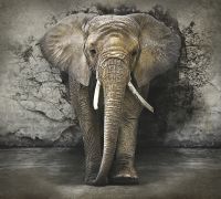 Товар: Фреска Ortograf Животные 4187 Фактура флок FLK Флизелин (3*2,7) Серый, Животные - фото 2 Фреска Ortograf Животные 4187 Фактура флок FLK Флизелин (3*2,7) Серый, Животные — фото 2, Фрески