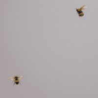 Обои Andrea Rossi Cavolli 54419-4 Винил на флизелине (1,06*10,05) Серый/Бежевый, Насекомые — фото 1, Обои для стен