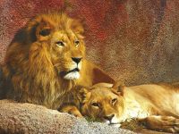 Фреска Ortograf Животные 3089 Фактура флок FLK Флизелин (2*1,5) Бежевый/Оранжевый, Животные — фото 2, Фрески