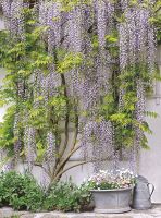 Фреска Ortograf Городской пейзаж 4075 Фактура бархат FX Флизелин (2*2,7) Зеленый/Серый/Розовый, Деревья/Цветы — фото 2, Фрески