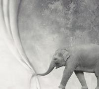 Товар: Фреска Ortograf Животные 10810 Фактура флок FLK Флизелин (3*2,7) Серый, Животные - фото 2 Фреска Ortograf Животные 10810 Фактура флок FLK Флизелин (3*2,7) Серый, Животные — фото 2, Фрески