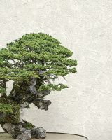 Обои Emiliana Parati Zen 72965 Винил на флизелине (1,06*10,05) Серый, Штукатурка — фото 2, Обои для стен