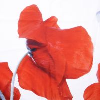 Товар: Штора для ванны WasserKRAFT Main 180x200 SC-47101 Белая - фото 6 Штора для ванны WasserKRAFT Main 180x200 SC-47101 Белая — фото 6, Аксессуары для туалета