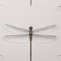 Обои Andrea Rossi Cavolli 54426-6 Винил на флизелине (1,06*10,05) Серый, Насекомые — фото 1, Обои для стен