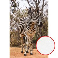 Фреска Ortograf Животные 30028 Фактура бархат FX Флизелин (1,8*2,7) Разноцветный, Животные — фото 1, Фрески