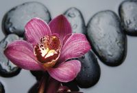 Товар: Фреска Ortograf Цветы 30962 Фактура бархат FX Флизелин (4*2,7) Розовый/Черный, Цветы - фото 2 Фреска Ortograf Цветы 30962 Фактура бархат FX Флизелин (4*2,7) Розовый/Черный, Цветы — фото 2, Фрески