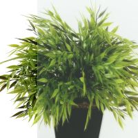 Товар: Душевая кабина Triton Экстра 88x88 Щ0000062582 без гидромассажа - фото 7 Душевая кабина Triton Экстра 88x88 Щ0000062582 без гидромассажа — фото 7, Душевые кабины