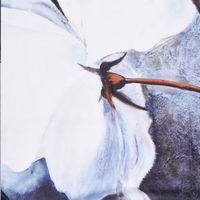 Товар: Ammer SC-70102 Шторка для ванной - фото 6 Ammer SC-70102 Шторка для ванной — фото 6, Шторки на ванну