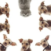 шторка д/в тканевая 180х200см "И кто тут главный?" MZ-134 — фото 1, Шторки на ванну