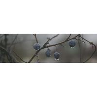 OS\A120\9016 декор Тракай 8 глянцевый 8,5х28,5 (8шт) OS\A120\9016 — фото 1, Декоративные элементы