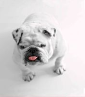 шторка д/в тканевая 180х200см "Верный друг" MZ-119 — фото 1, Шторки на ванну